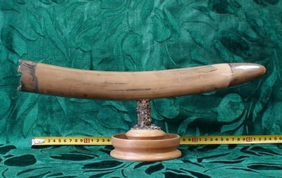 Бивень мамонта "Одержимый"