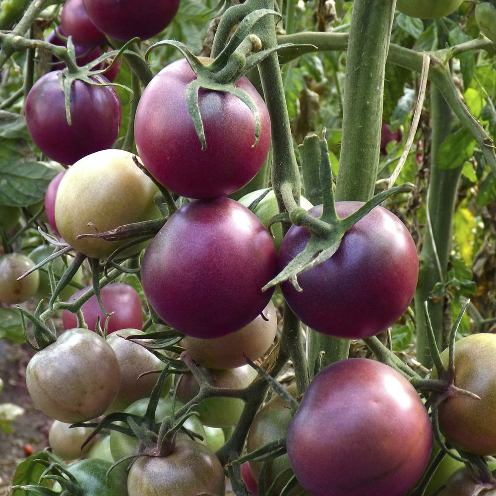 Томат Вайлет Бэби F1 5шт ВитаГрин ЭКСТРА