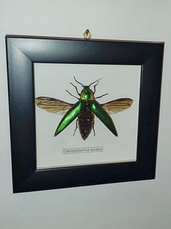 Жук Щелкун в рамке