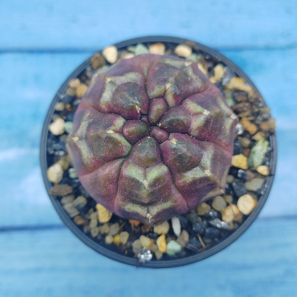 Gymnocalycium Daydream (Гимнокалициум)