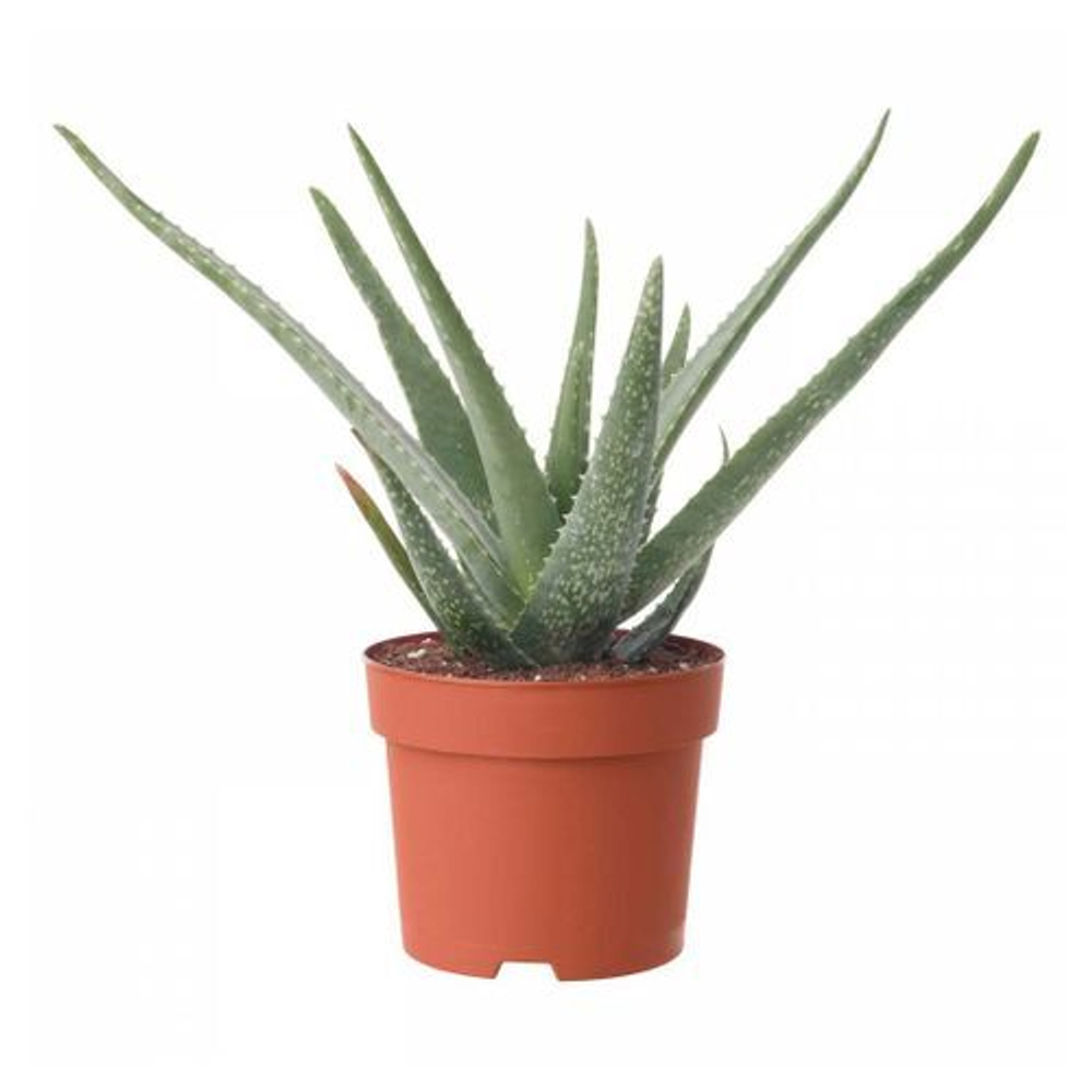 Хавортия Алоэ "Гастерия"