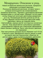 Мекардония ампельная почвопокровная