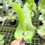 Платицериум P.STEMARIA