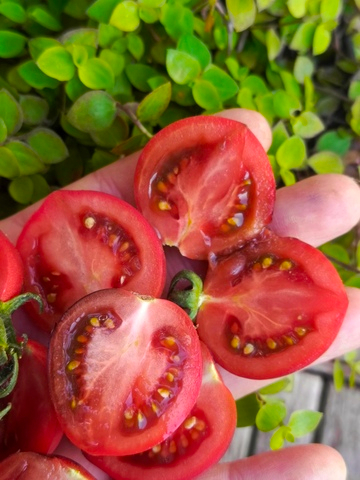 Вишня Мокко сорт томата