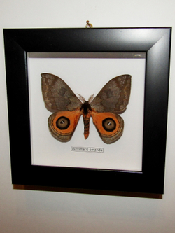 Сатурния Automeris в рамке