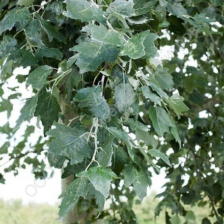 Тополь Серебристый