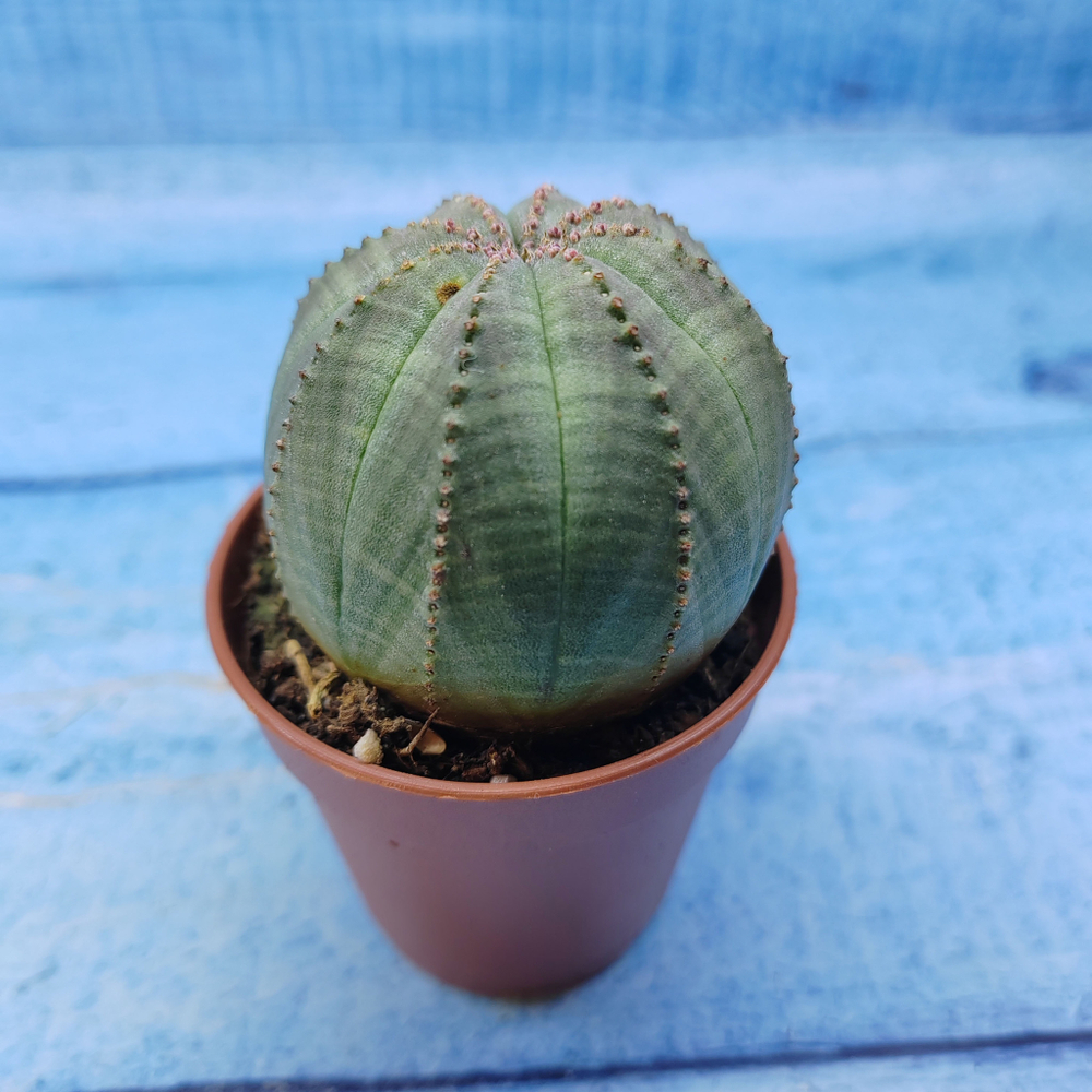 Euphorbia Obesa (Эуфорбия)