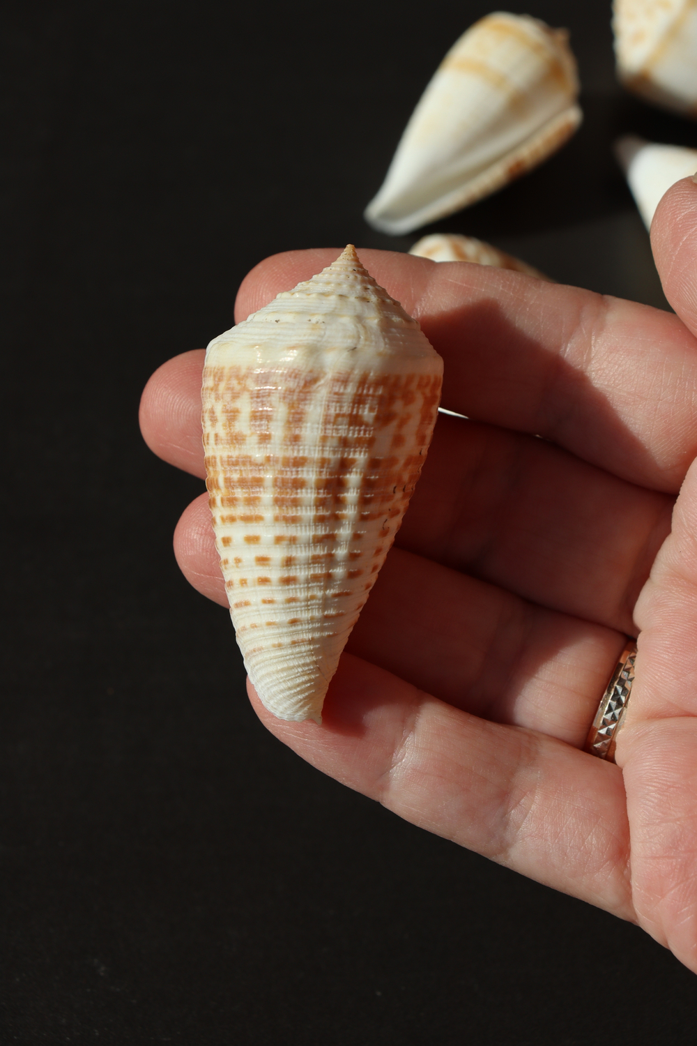 Ракушка конус ролани (Conus rolani)