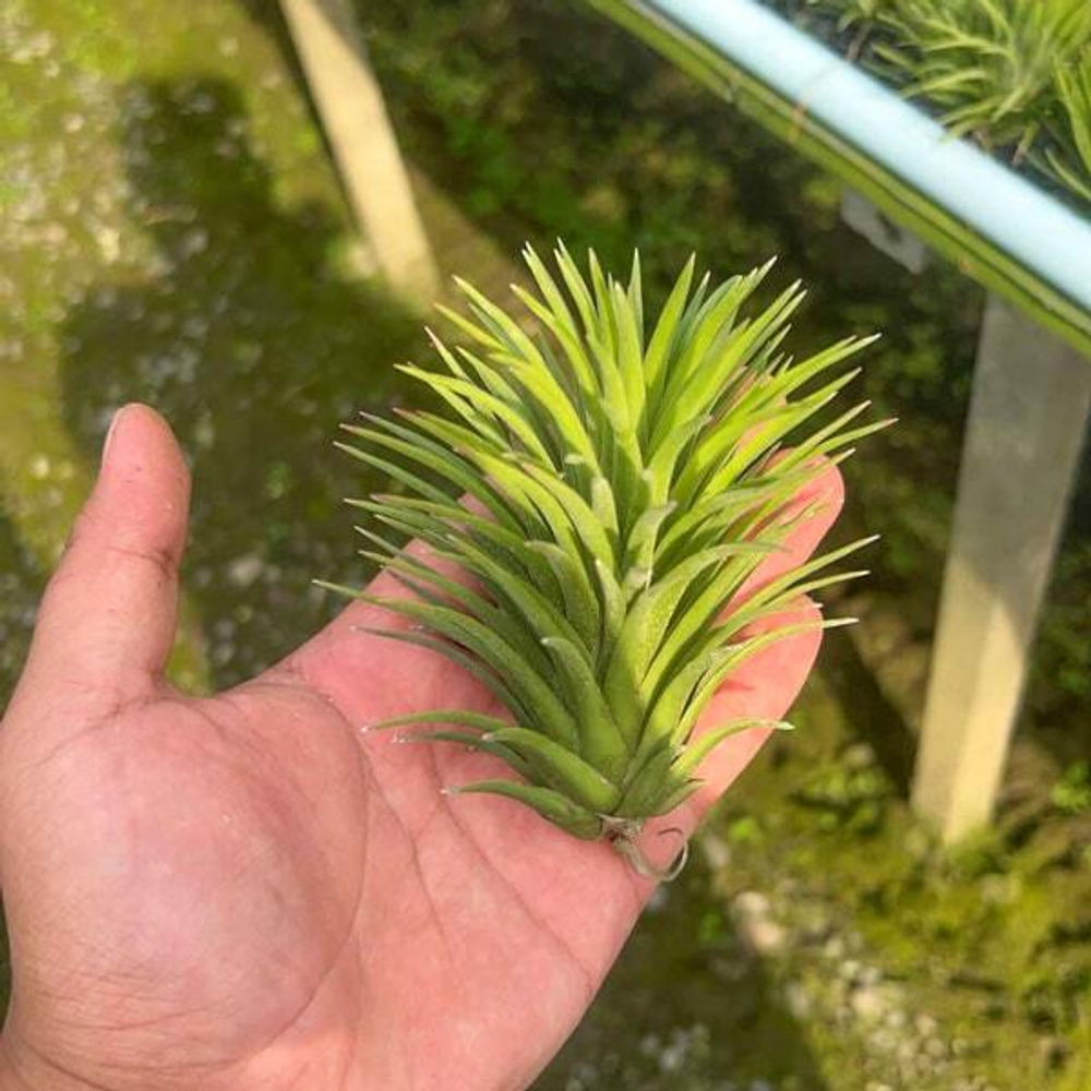Тилландсия ionantha Thick Leaf (T87)