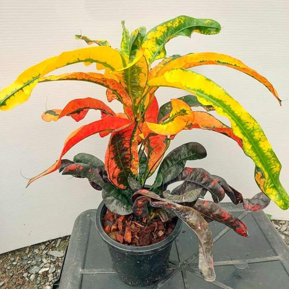 Кротон WISAN TARAWEE