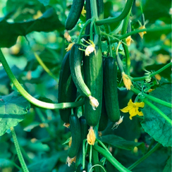 Аурис F1 семена огурца (Sakata / Саката)