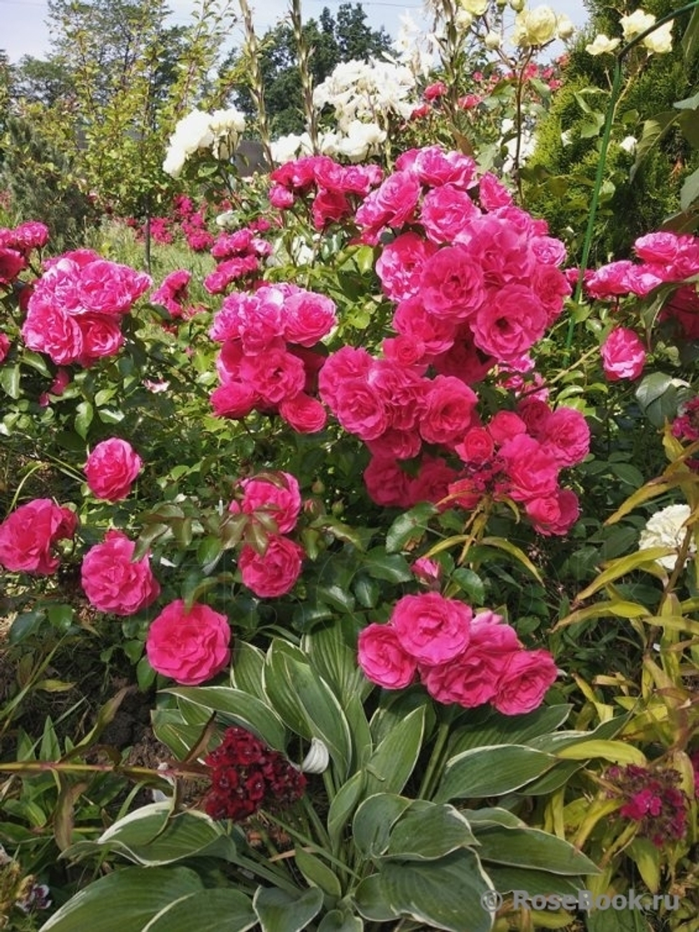 Роза канадская Морден Кардинет С4 Закупка М43 июнь 2026