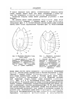 Фауна СССР. Паукообразные. Том IV. Выпуск 2. Иксодовые клещи | Померанцев Б.И.