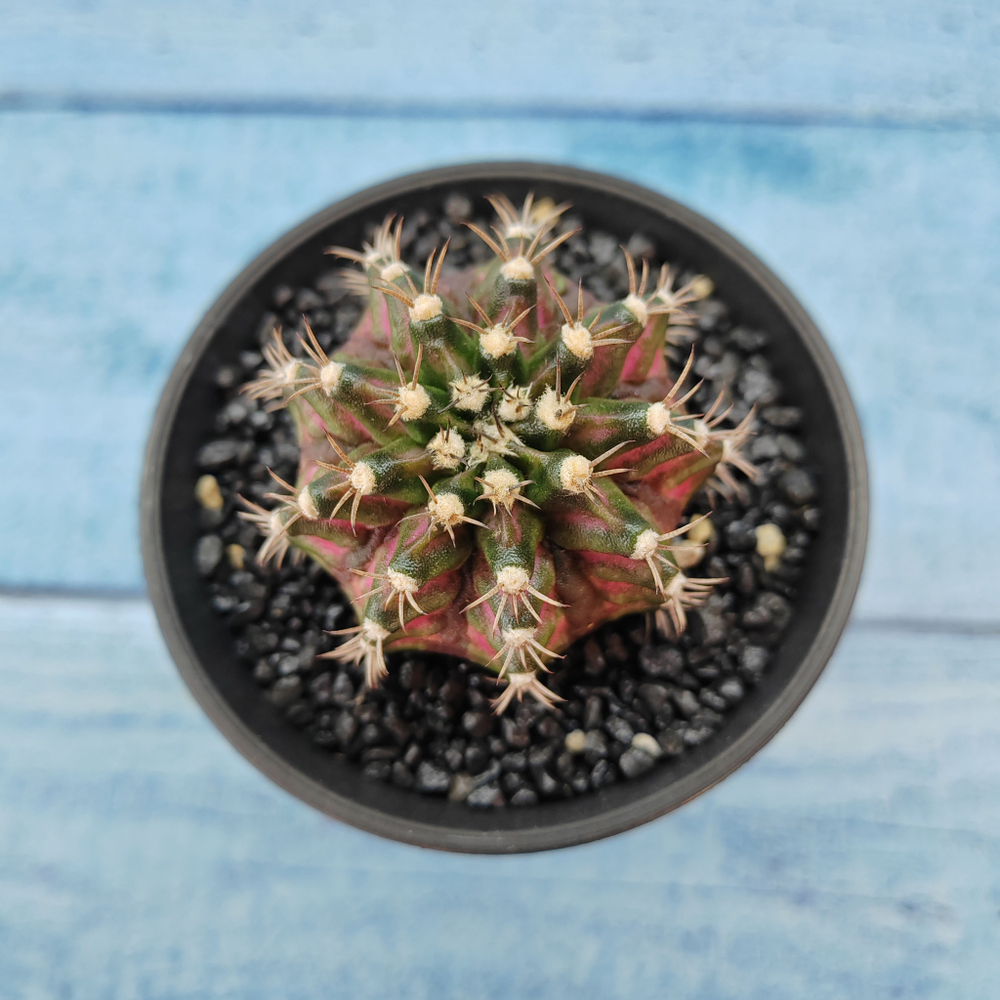 Gymnocalycium T-Rex Pink hybride (Гимнокалициум T-rex)