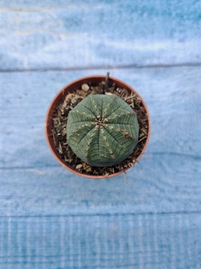 Euphoria Obesa (Эуфорбия)