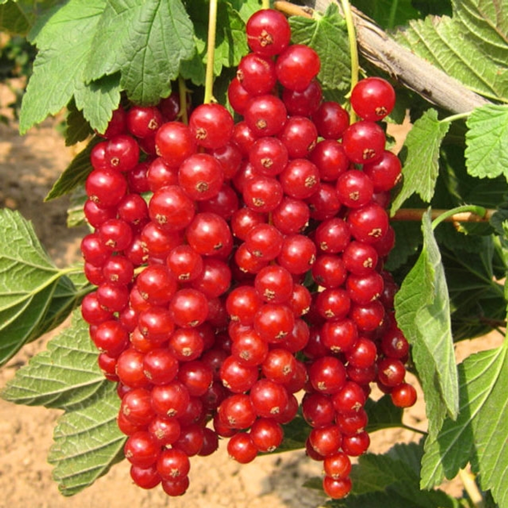 Смородина красная Ролан