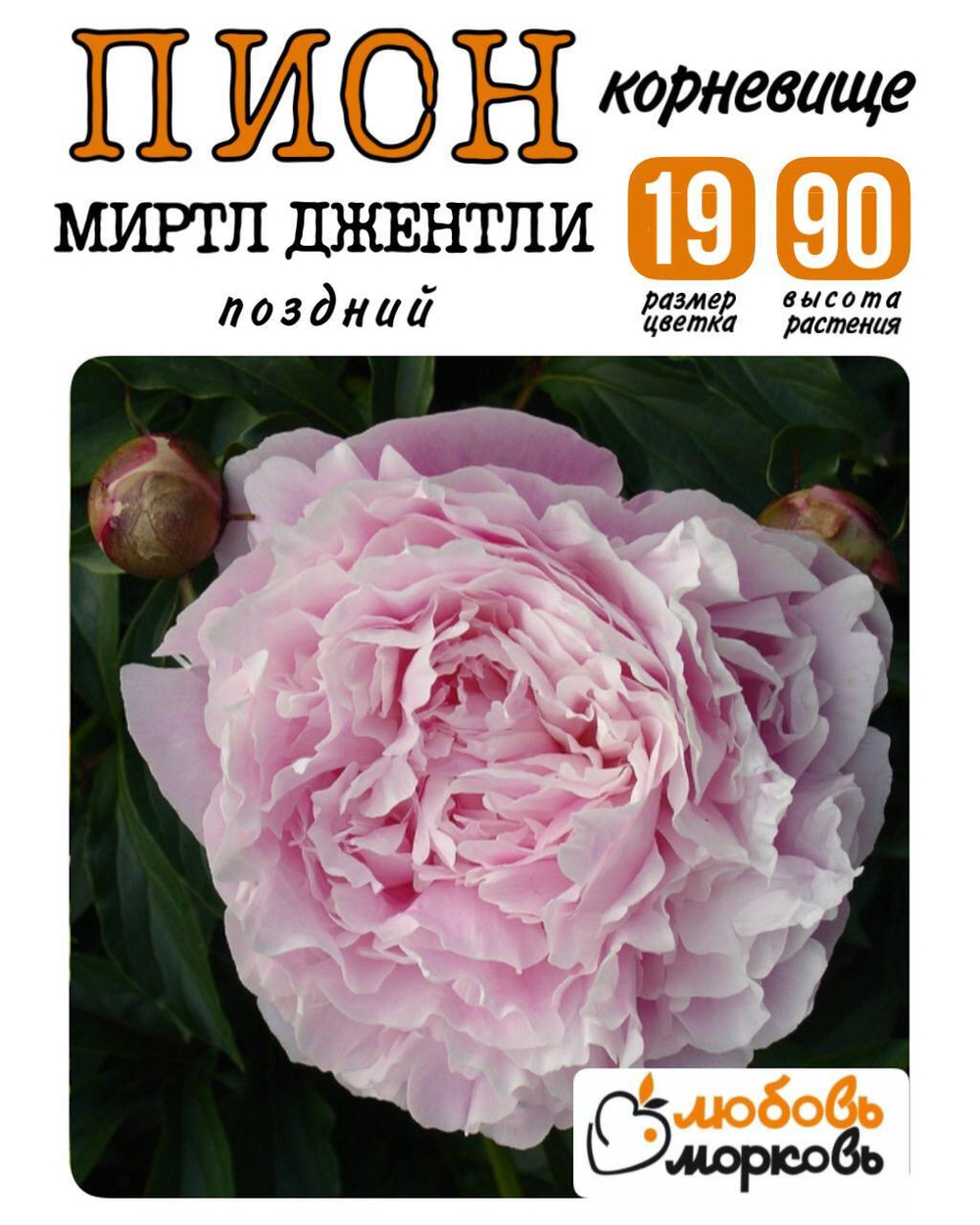 Пион Корневище, Миртл Джентли, 1-3почки, 1шт (Любовь Морковь)