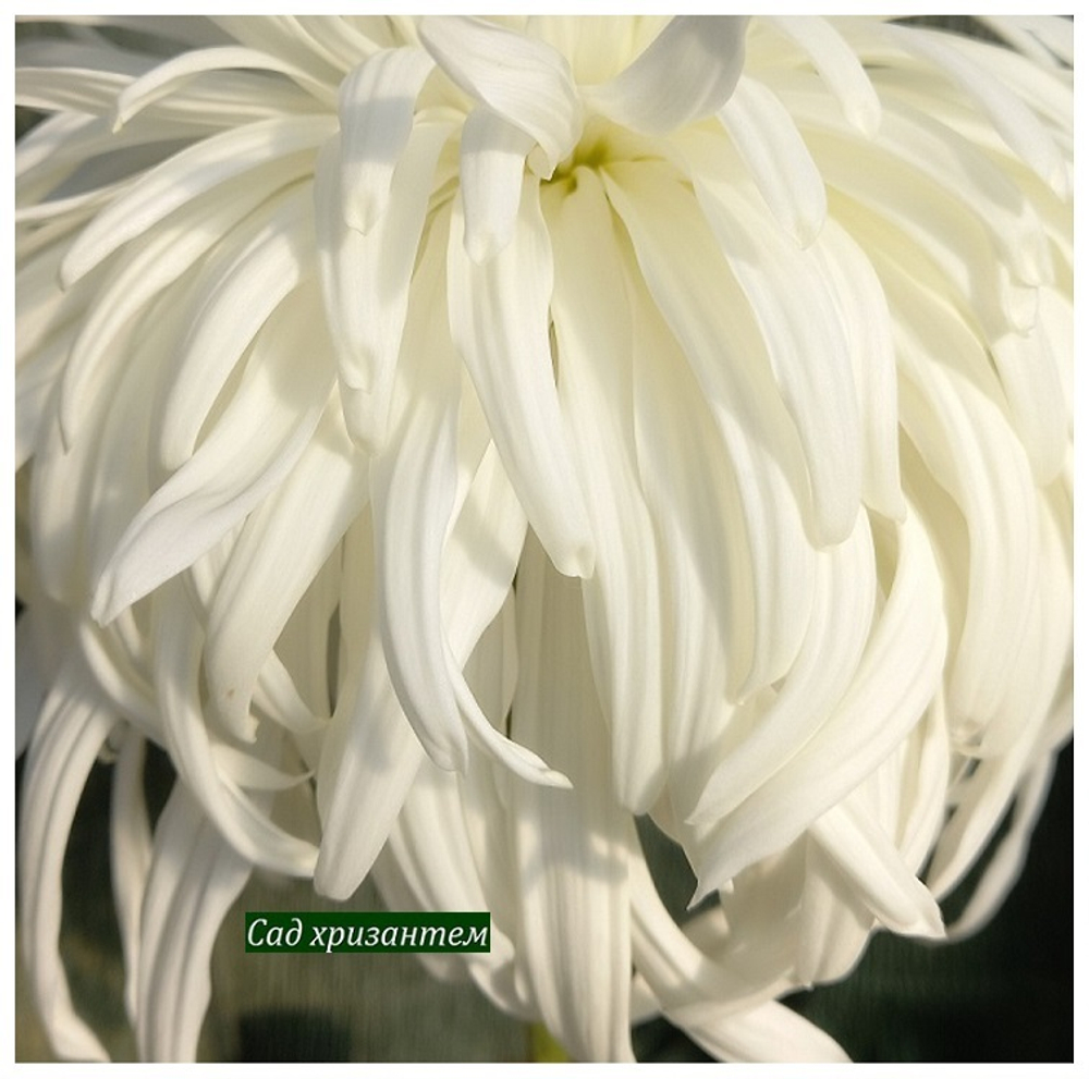 Белые сортовые редкие сорта хризантем.