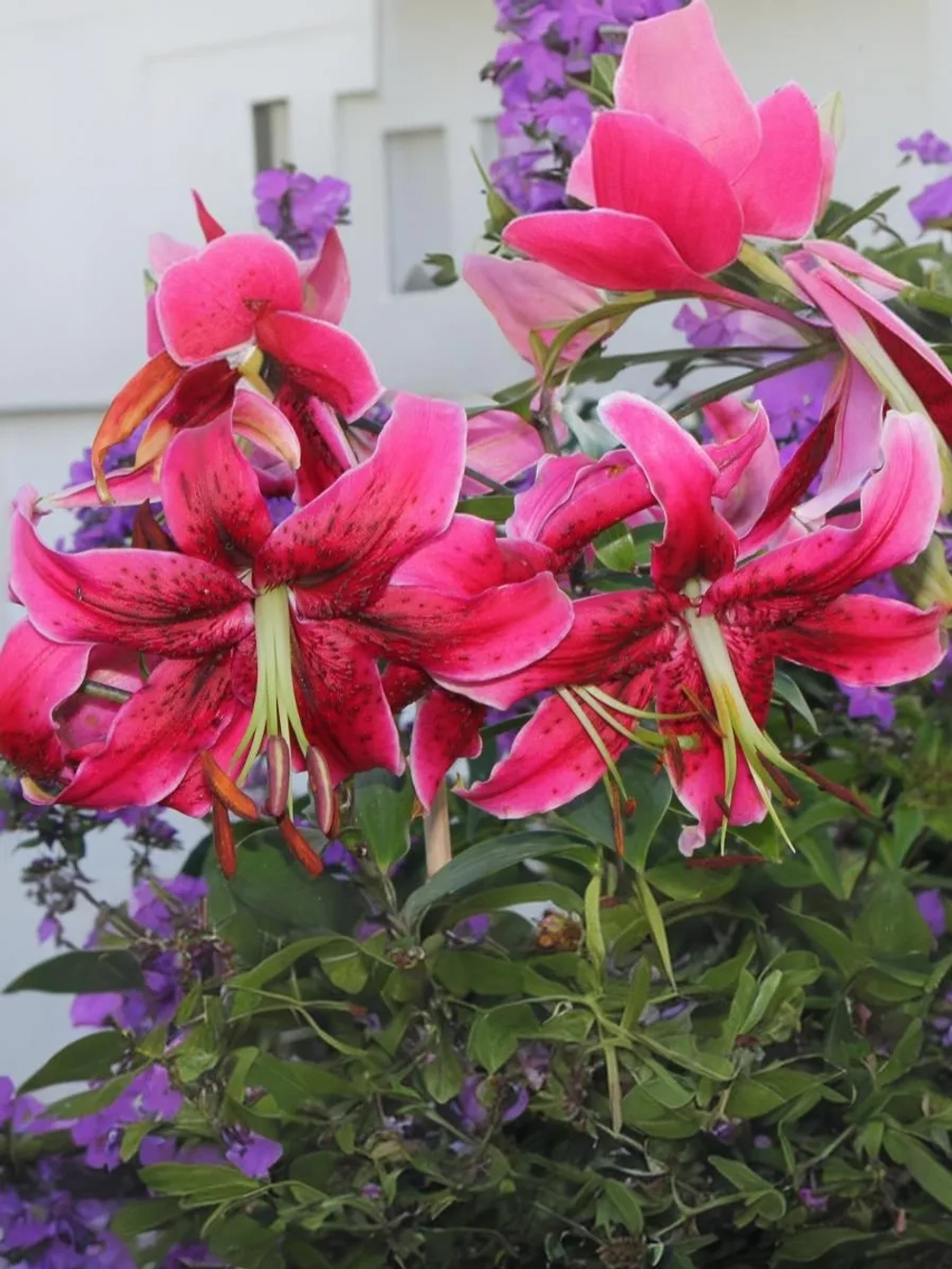 Лилия Мисс Фея (ОТ- гибрид)