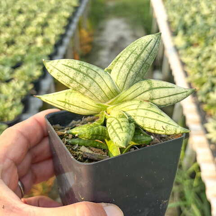 Сансевиерия MANEE