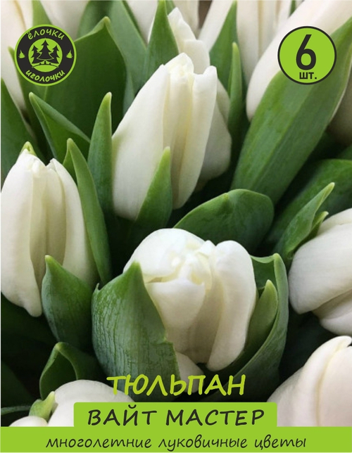 тюльпан вайтмастер 6 луковиц