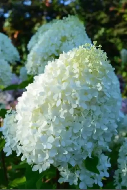 Гортензия метельчатая "Минт Спирит" (Hydrangea paniculata Minty Spirit)