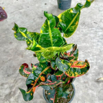 Кротон SEDTHEE HOR THONG