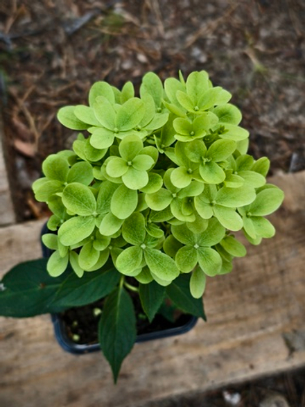 Гортензия Саженцы в Р9