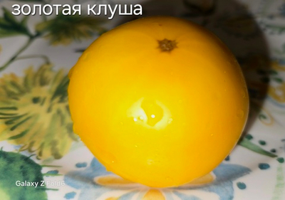 ЗОЛОТАЯ КЛУША