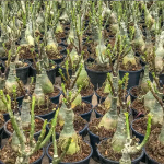 Адениум вариегатный QUEEN OF MARBLE