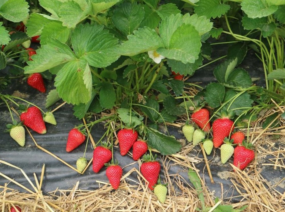 Саженцы садовой земляники (клубники) "ДЖУСИ" 4 шт