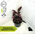 Псевдэрантемум Каррутерса 3в1 D11 H15