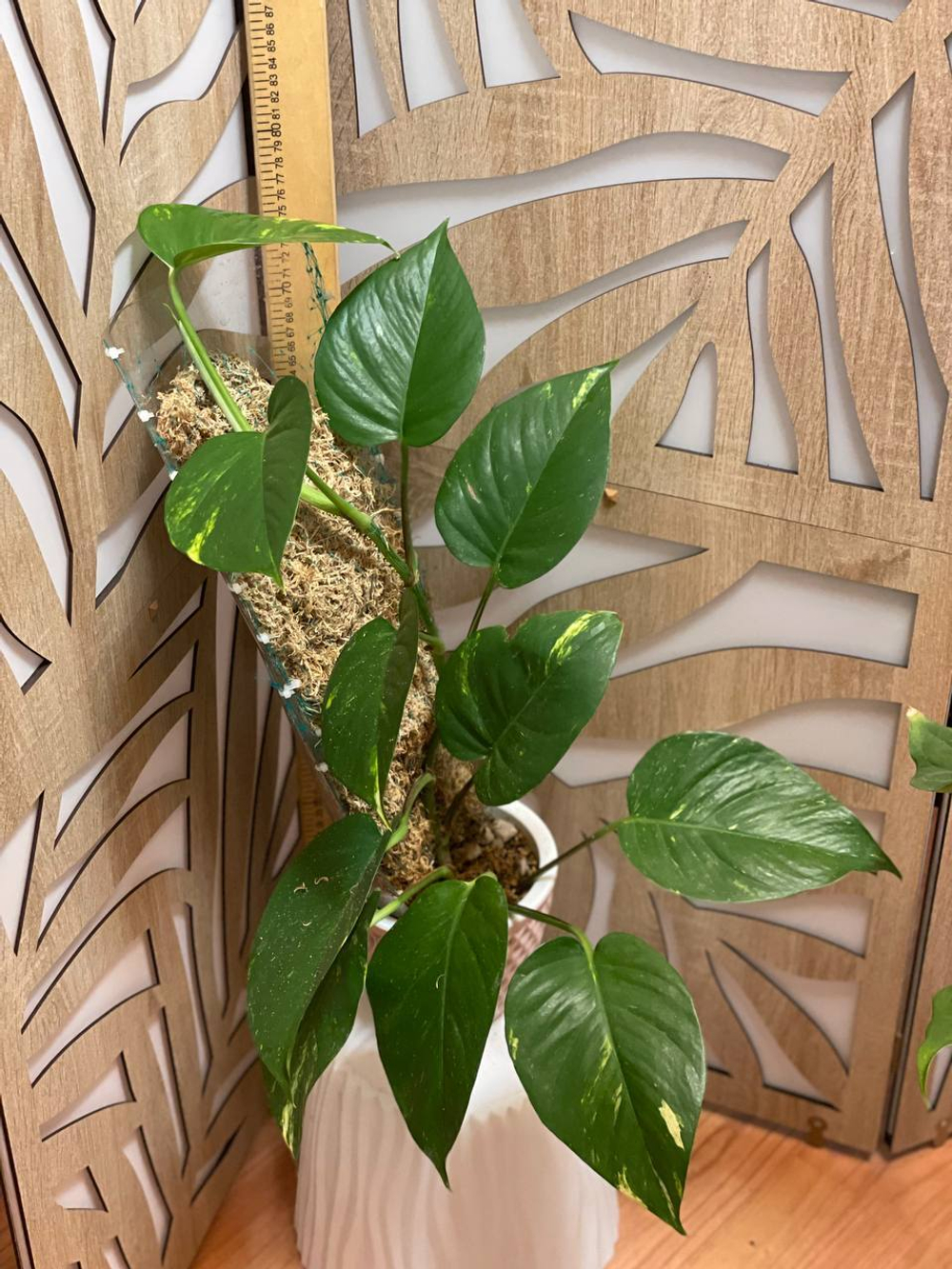 Эпипремиум Аурэм Гигантум