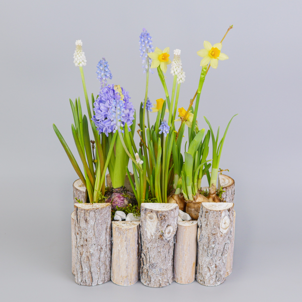 Композиция с первоцветами Брёвна M