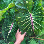 Колоказия MEGAMASER