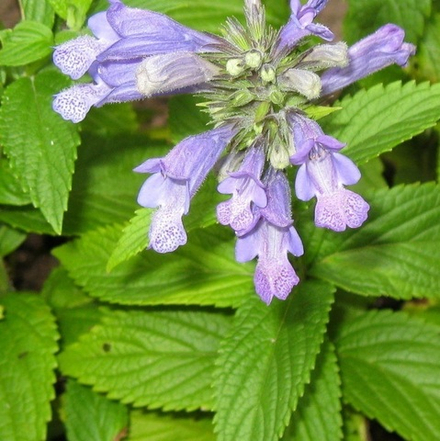 Котовник полусидячий "Blue Dreams". Nepeta subsessilis "Blue Dreams".