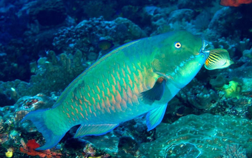 Chlorurus microrhinos (Рыба-попугай)