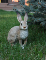 Заяц лесной