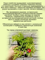 Седум Ампельный многолетний очиток
