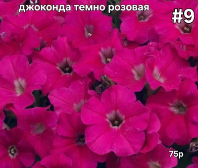 РАССАДА ПЕТУНИИ ДЖОКОНДА ТЕМНО РОЗОВАЯ №9