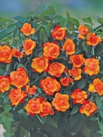 Роза флорибунда Темпи Модерни