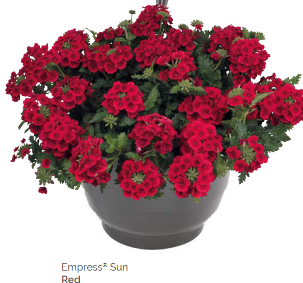 Вербена Empress Sun Red укорененный черенок ОКС конец ноября