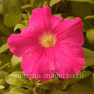 Петуния  крупноцветковая Игл Роуз  F1 100 драже