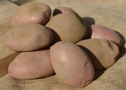 Картофель семенной Сарпо Аксона, Sarpo Axona комплект из 10 клубней