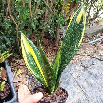 Сансевиерия GOLDEN FLAME BLACK