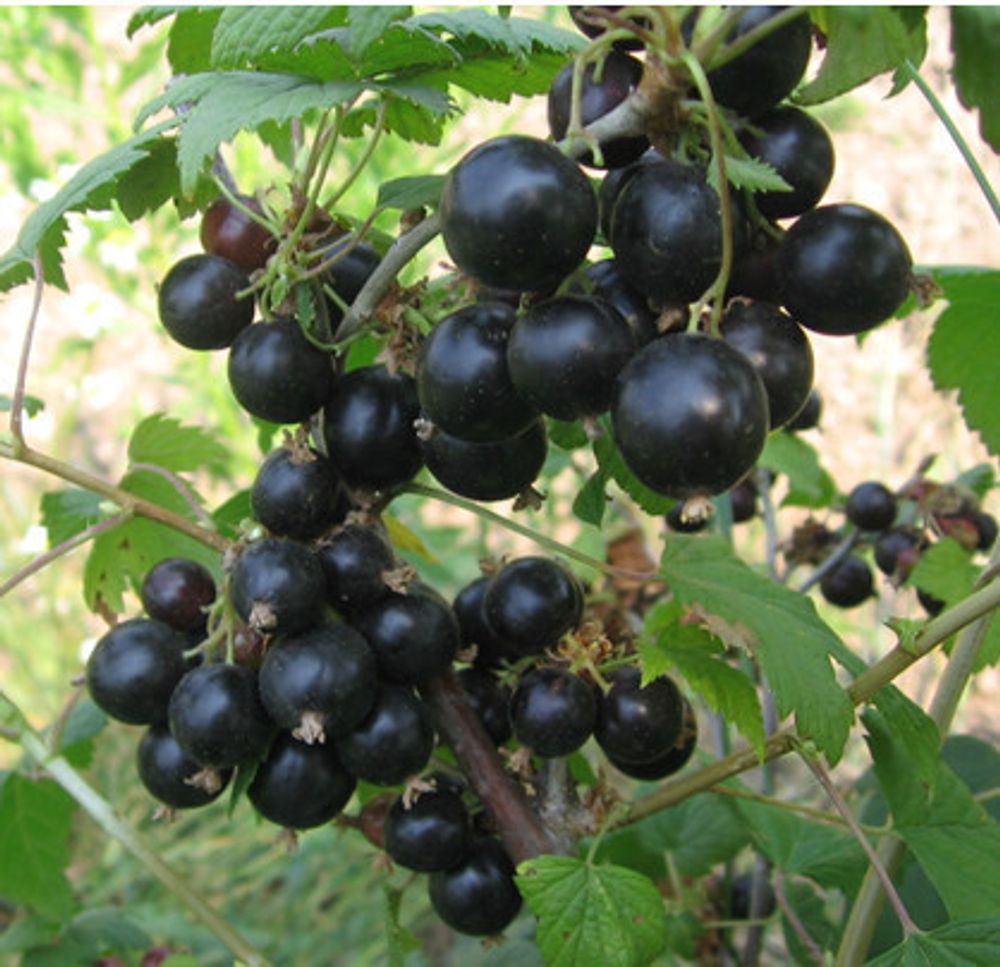 Смородина чёрная Соболинка