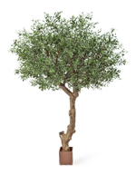 Олива Олден на толстом стволе