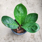 Антуриум JENMANI CURLY LEAF