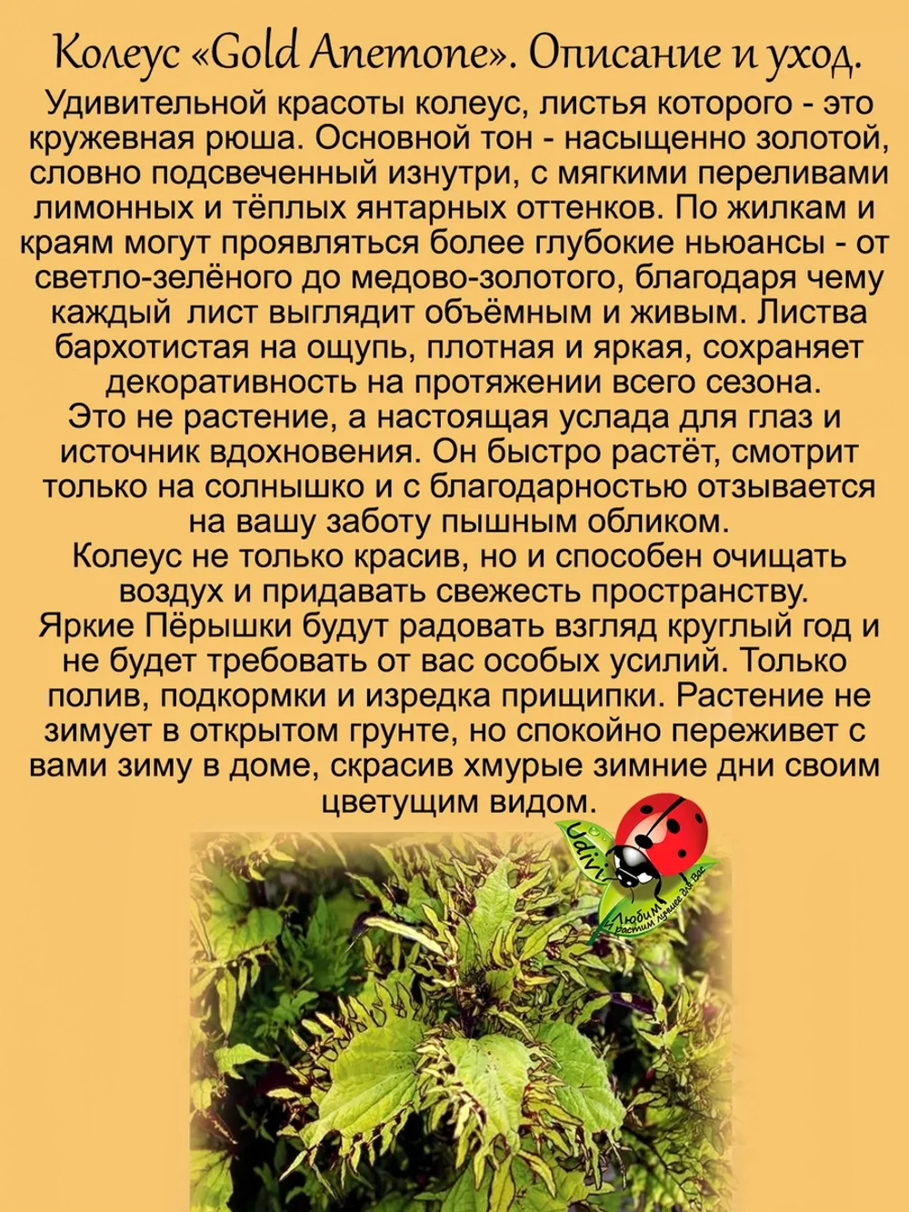 Колеус Золотой Анемон