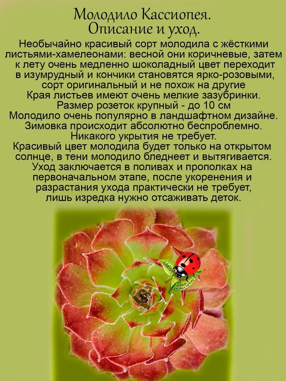 Молодило Кассиопея каменная роза